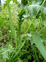 Carduus nutans leiophyllus