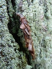 Canephora hirsuta