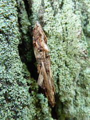 Canephora hirsuta