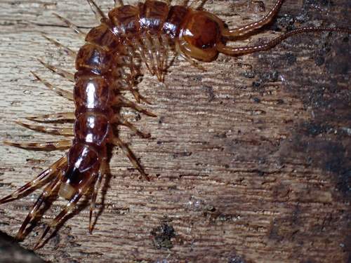 Banded Centipede, photo 2 of 10