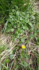 Ficaria verna