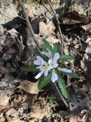 Cardamine concatenata