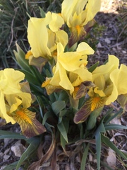 Iris lutescens