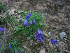 Campanula cochleariifolia