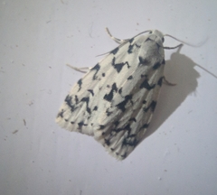 Aemene taprobanis