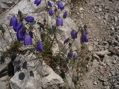 Campanula cochleariifolia