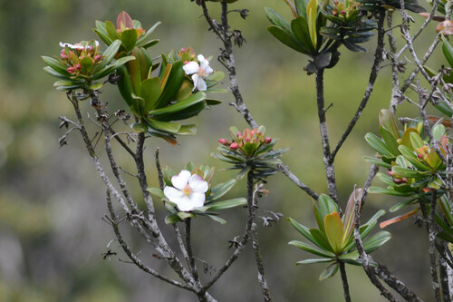 Bonnetia stricta (Bonnetia stricta)