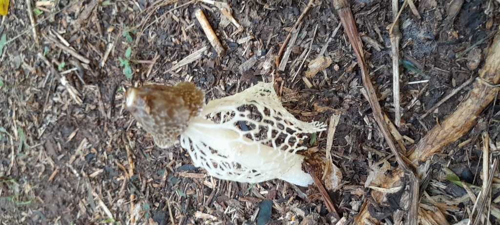 Phallus indusiatus