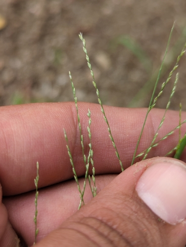 Image of Dinebra panicea by (c) Abraham Sánchez Romero, some rights reserved (CC BY)