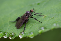 Empis pennipes