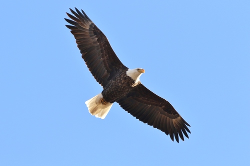 Bald Eagle photographed in Missouri