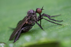 Empis pennipes