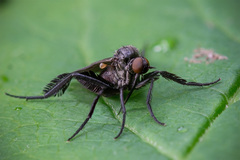 Empis pennipes