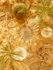 Leysera gnaphalodes