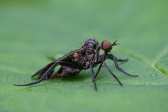 Empis pennipes