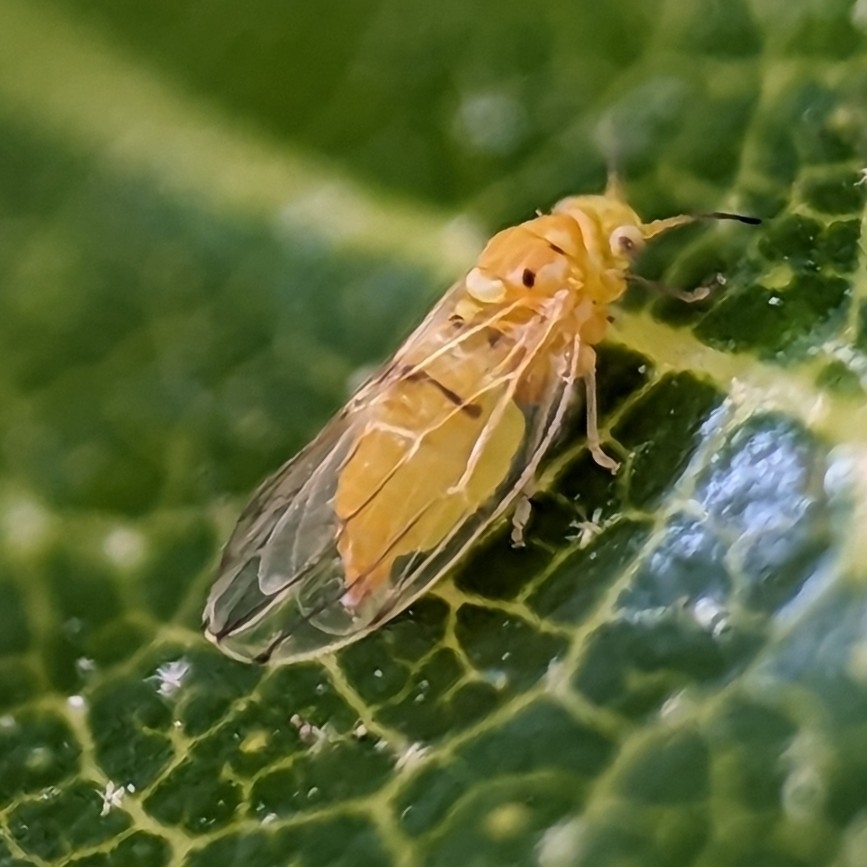 Moraniella