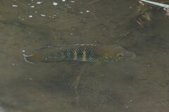 Stalsberg's Cichlid photo 4