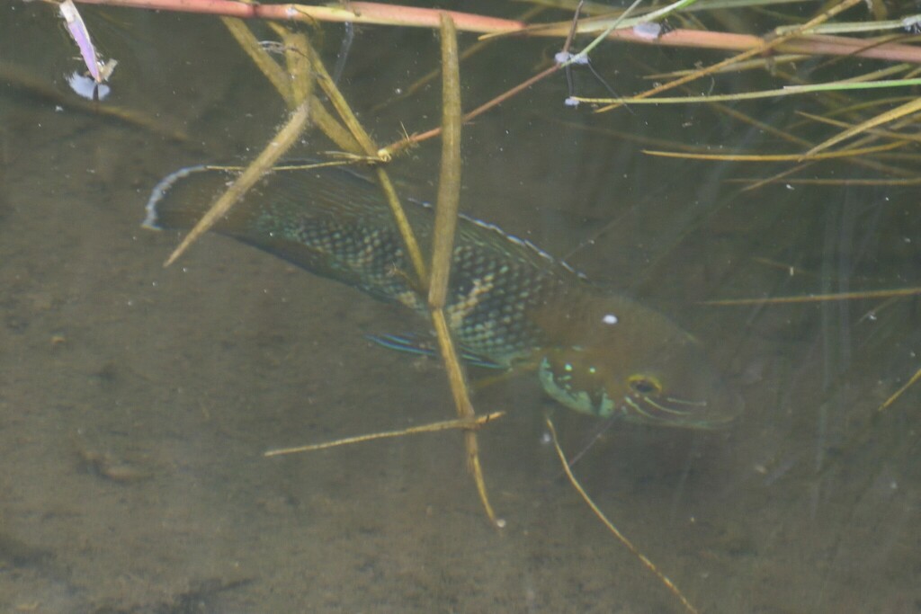 Stalsberg's Cichlid