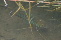 Stalsberg's Cichlid photo 1