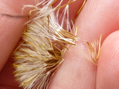 Leysera gnaphalodes