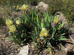 Iris lutescens