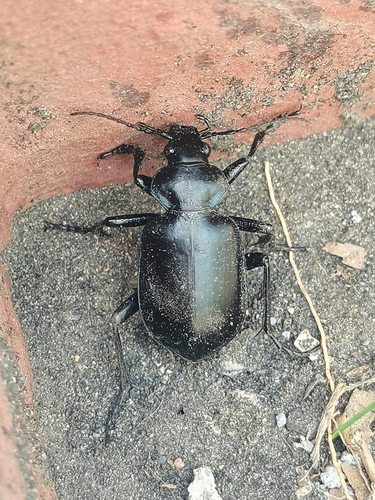Calosoma peregrinator