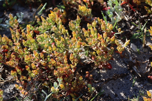 Image of Crassula dichotoma by (c) Tony Rebelo, some rights reserved (CC BY-SA)