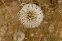 Leysera gnaphalodes