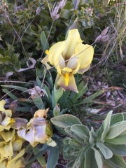 Iris lutescens