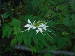 Bauhinia divaricata