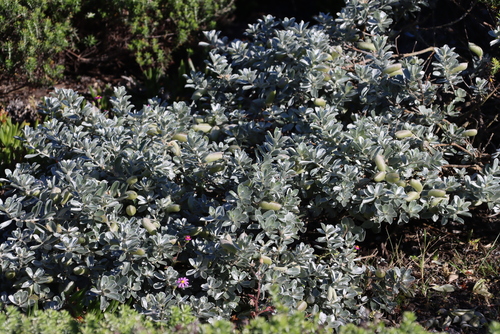Image of Satin bush by (c) Tony Rebelo, some rights reserved (CC BY-SA)