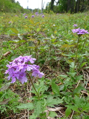 Glandularia canadensis