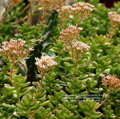 Sedum lucidum
