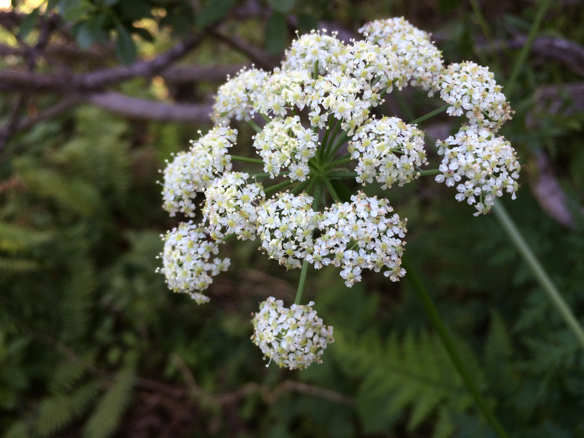 Ligusticum apiifolium