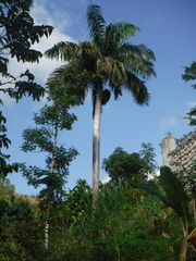 Roystonea borinquena