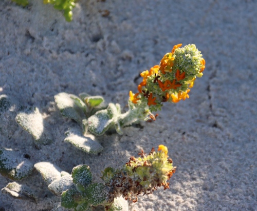 Image of Manulea tomentosa by (c) Tony Rebelo, some rights reserved (CC BY-SA)