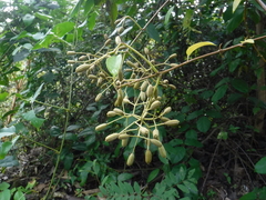 Pisonia aculeata