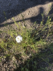 Chaenactis stevioides