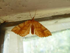 Eulithis mellinata