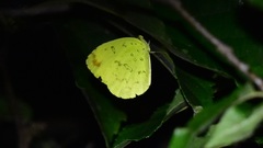 Eurema blanda arsakia