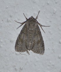 Acronicta americana