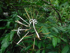 Exostema