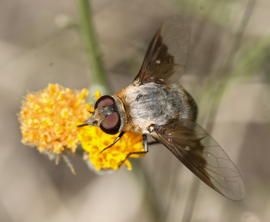Paravilla aridula