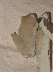 Boana platanera