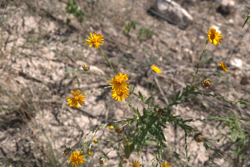 Manyray gumweed (Grindelia grandiflora)