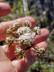 Lomatium nevadense nevadense