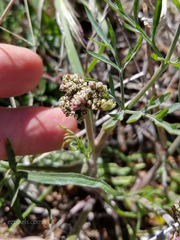 Lomatium nevadense nevadense