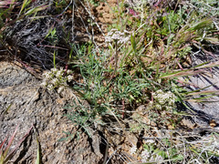 Lomatium nevadense nevadense
