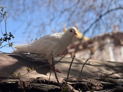 Columba livia domestica