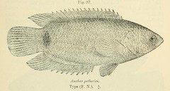 Petherich's Ctenopoma photo 3